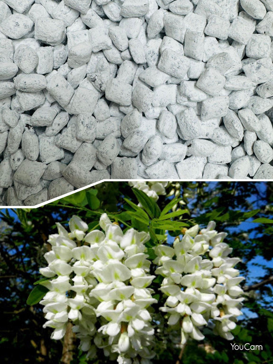 Incenso Acacia in Grani 1 Kg